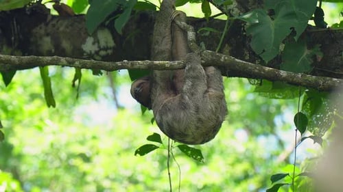 Three-toed Sloth sleeps in jungle canopy, hanging upside down on limb