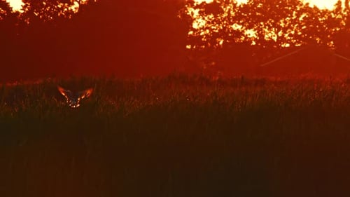 Black-Headed Gulls in Alde Faenen Netherlands at sunset golden hour