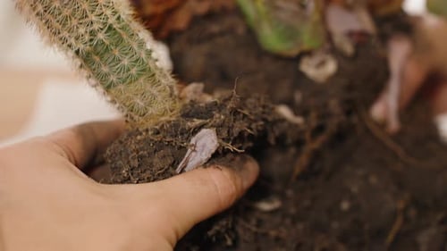 Transplanting Different Types Of Cacti From One Pot, House Plants.