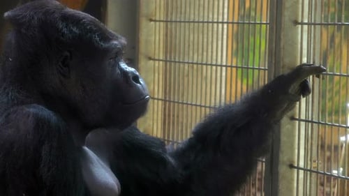 Tristesse captive : un gorille regarde à travers les barreaux