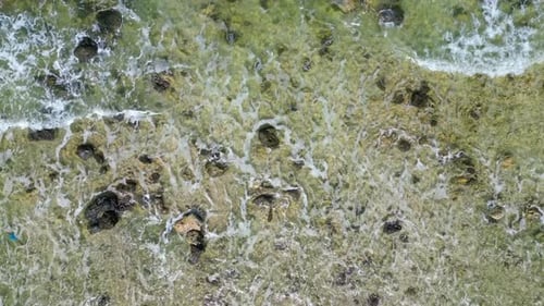 Corals in Thailand.