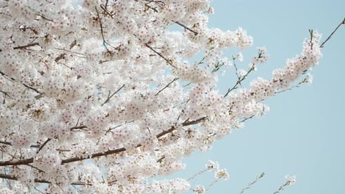 Lush white blooming sakura cherry tree with flower petals against bright blue sky background in