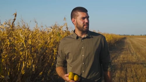 Young farmer walking in a corn field examining crop during sunset before harvest.