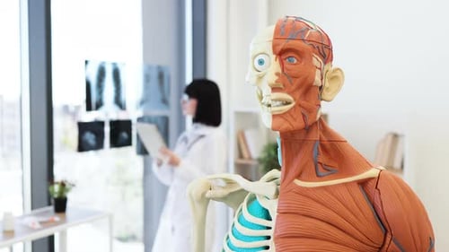 Medical Anatomy Model in Modern Clinic with Doctor Examining Xrays