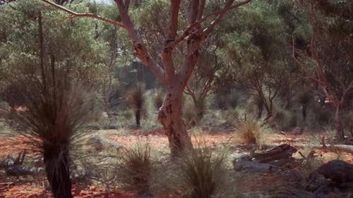 Hiking Trail Through the Bush at Western Australia