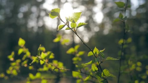Forest Wood Tree Sun Sky Top Leaves Wind Summer Beautiful Nature Green