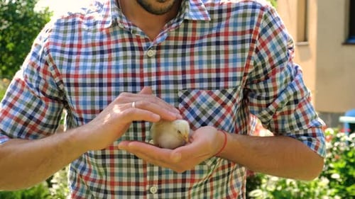 Man Gently Holds Small Baby Chick in Hands