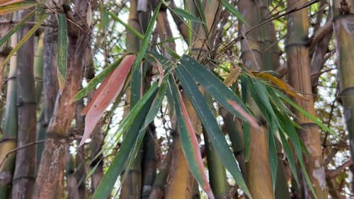 Bamboo leaf