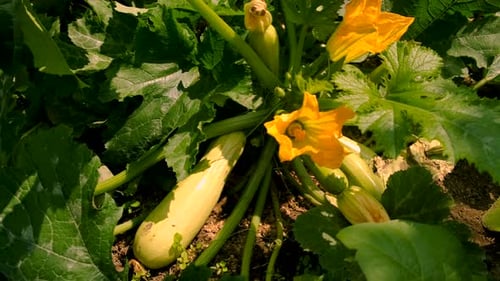 Zucchini Grows in the Garden Selective Focus