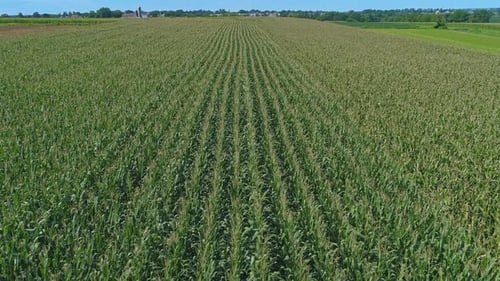 Aerial View of Traveling Along Rows of Green Corn Fields on a Sunny Summer Day