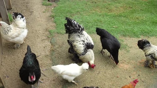Chickens Pecking in a Farmyard Setting