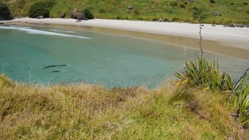 Idyllic empty sandy beach with clear water at Spirits Bay during summer day in New Zealand - Paradis