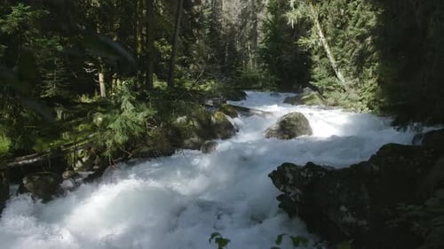 Bubbling river in green forest