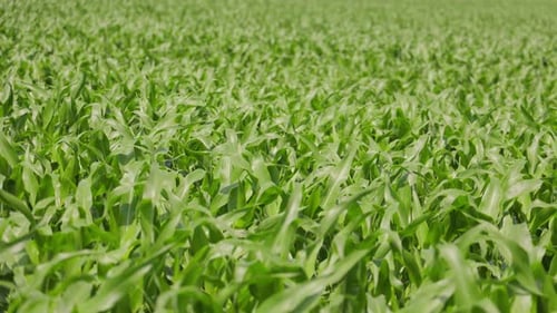 Dense Corn Field in Summer A Dense and Vibrant Corn Field Fills the Frame with Tall Healthy Plants