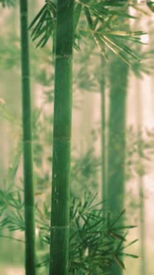 Tall Bamboo Tree in a Dense Forest Vertical