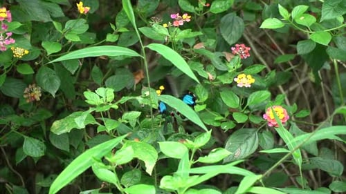 slomotion green and blue wings butterfly waving its wings pollinating colourful flowers