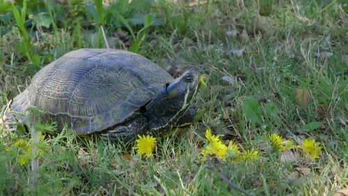 Vue rapprochée d'un adulte commun, une tortue à ventre jaune avec une fleur de pissenlit dans la bouche.