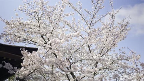 Cherry Blossom Tree in Full Bloom in Spring