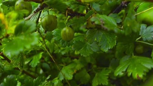 Close up view of ripe and ready gooseberries hanging on a leafy bush at day, shallow depth of field.
