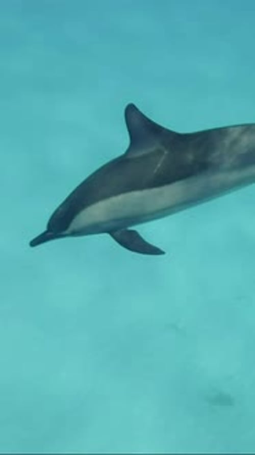 Close-up of spinner dolphins floating in ocean over seabed