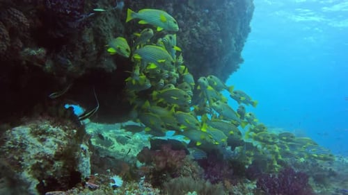 atemberaubende Aussicht auf orientalische Süßlippenfische, die in enger Gruppe in Eagle Rock, Kawe Island, Raja Am schwimmen