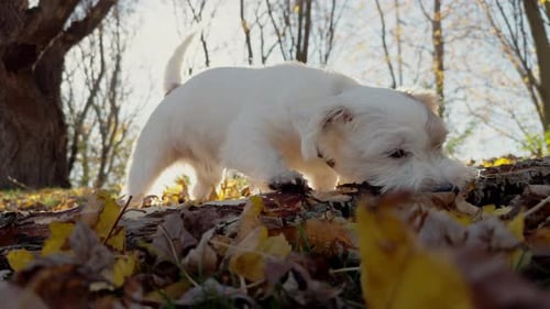 The Cute Funny Jack Russell Terrier the Small White Puppy Playing Outdoors with Wooden Stick The