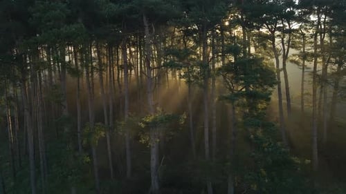 Drohnenaufnahme einiger hoher Baumstämme im Gegenlicht der tief stehenden Sonne.