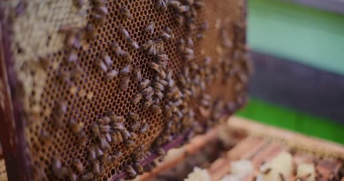 Bees on Honeycomb Frame in Apiary