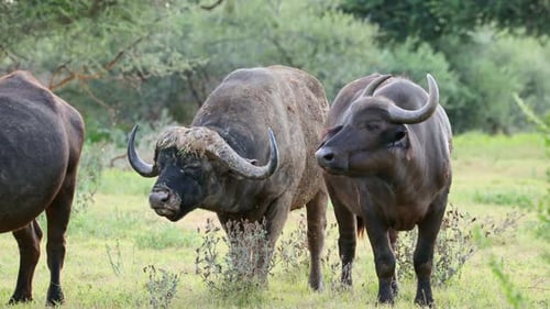 African Buffaloes In Natural Habitat, South Africa
