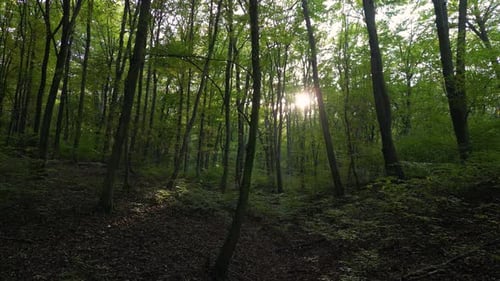 Bosque en otoño 50