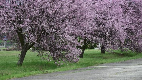 Cherry blossom pink flowers background in full bloom in Hungary