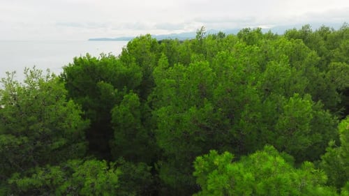 Pine Trees Near The Ocean In A Protected Nature Reserve