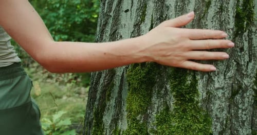 Person Gently Touches the Bark of Mossy Tree Trunk in Green Summer Forest