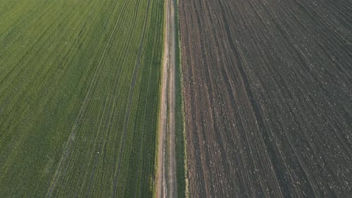 Drone survolant un magnifique champ de blé naturel