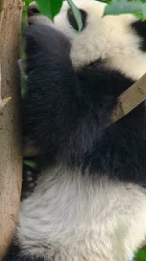 Cute Panda Cub Resting in a Tree
