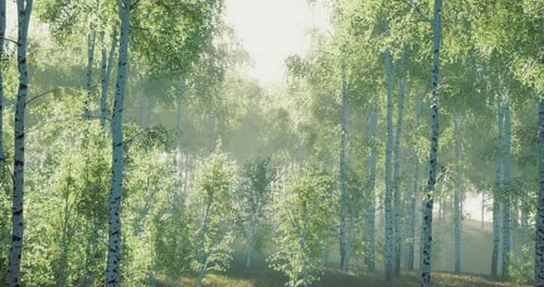 Serene Forest Awakening to Soft Morning Light in a Tranquil Landscape