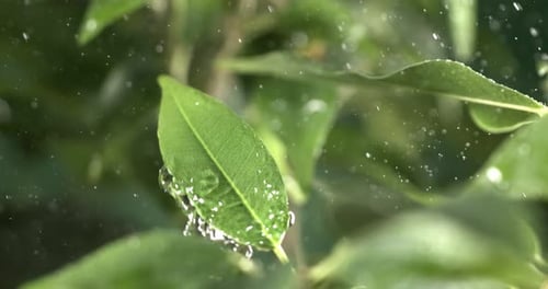 Close up of raindrops in super slow motion. Rain drips on the green leaves of the plant. Shot on