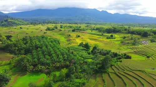 Beautiful morning view indonesia Panorama Landscape paddy fields with beauty color and sky natural