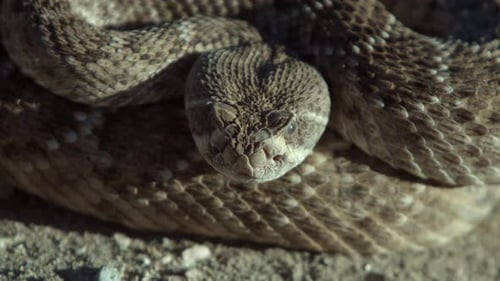 Extreme closeup view of a coiled rattlesnakes head as it breathes, watching.