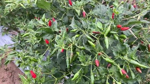 frische und exotische Chilis