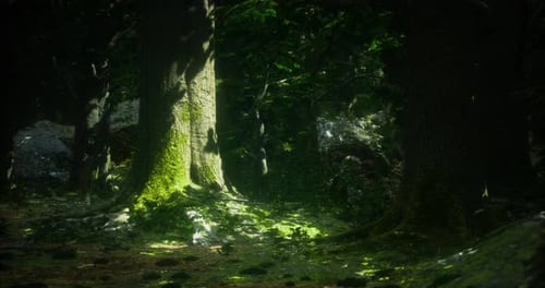 Sunlight Illuminating Mossy Trees in Serene Forest Setting