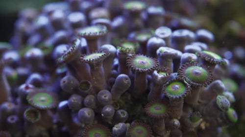 Coral blando Zoanthid verde y morado en un acuario de agua salada