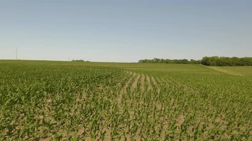 Aerial View of Green Cornfield on Sunny Day