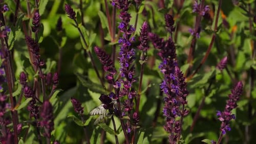 Butterfly on Flowers in the Garden