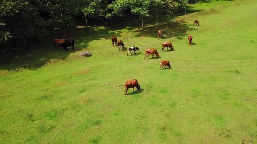 Red and brown cows graze in green summer meadow. Cattle on pastures in forest.