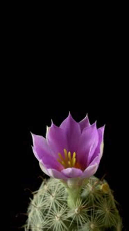 Cactus Flower Blossom Time Lapse