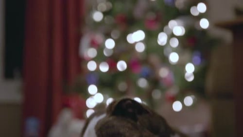 Tired Dog Lying Down Near Christmas Tree