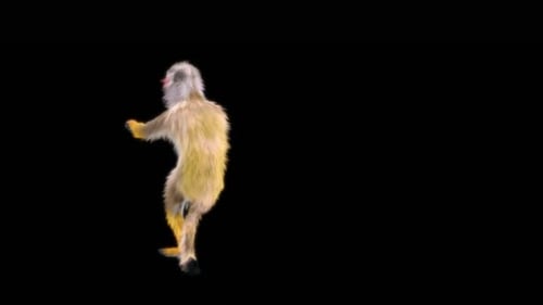 61 Monkey Dance HD