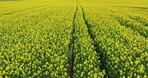 Tractor tracks in yellow rape flowers and in spring.
