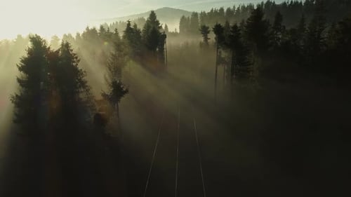 Des rayons de lumière parfaits brillent à travers la mythique forêt de pins noirs au lever du soleil brumeux